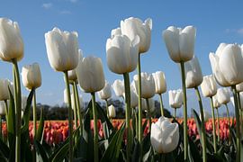 White tulips and orange tulips as background by W J Kok