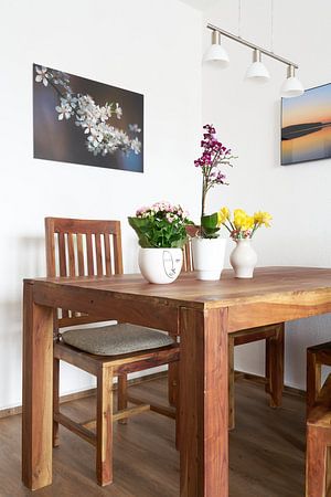 Blüten einer Felsenkirsche,  Prunus mahaleb