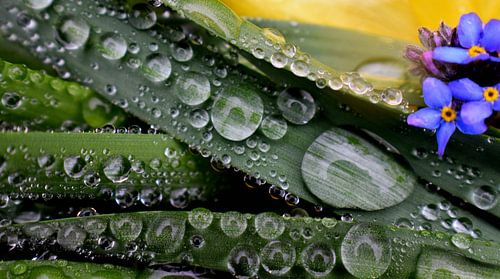 Le jardin après la pluie