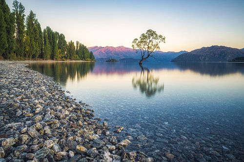 New Zealand Wanaka Tree