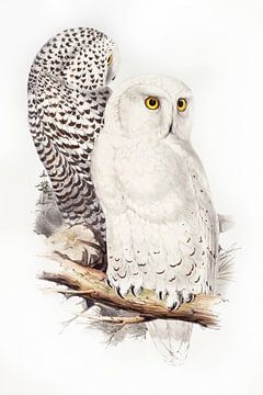 Snowy Owl van Gisela - Art for you