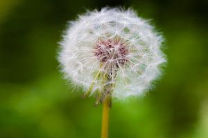 Dandelion 'Clock'