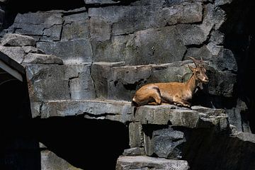 Steenbok van vascofialho.nl