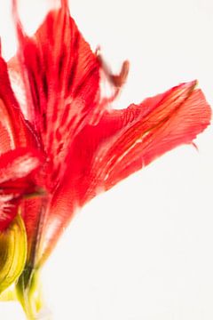 Alstroemeria in ijs 1 van Marc Heiligenstein