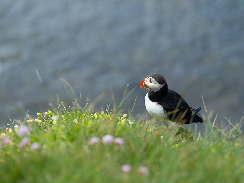 Un macareux moine dans l'herbe avec des fleurs à Látrabjarg, Islande par Teun Janssen