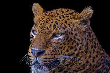 Leopard, Panther. Große Katze von Gert Hilbink