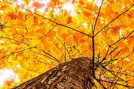 Eiche im Herbst von Dieter Walther