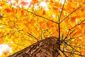 Eiche im Herbst