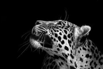 Der Leopard schaut weg auf dem schwarzen Hintergrund von MADK