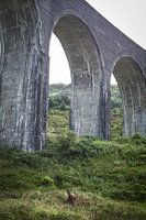 Cerfs rouges sous le viaduc de Glenfinnan