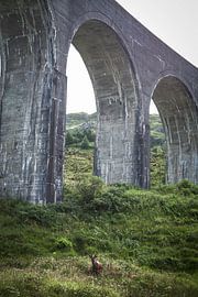 Red deer under the Glenfinnan Viaduct