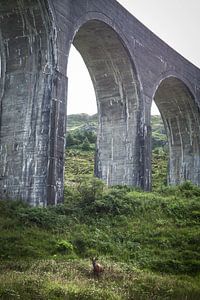 Rotwild unter dem Viadukt von Glenfinnan von Ken Costers