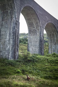 Cerfs rouges sous le viaduc de Glenfinnan sur Ken Costers