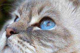 Ocean unsere Ragdoll-Tabby von Lisette van Helden
