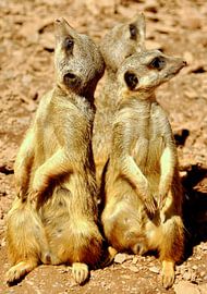 Wie? Was? Wo? - Drei Erdmännchen by Wiltrud Schwantz