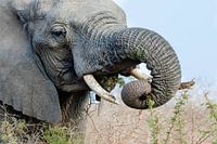 Afrikaanse Olifant