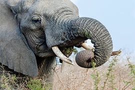 Afrikanischer Elefant