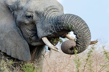 Éléphant d'Afrique sur Caroline Piek