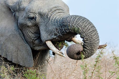 Afrikaanse Olifant