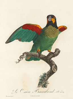 Oranjewangpapegaai, François Le Vaillant