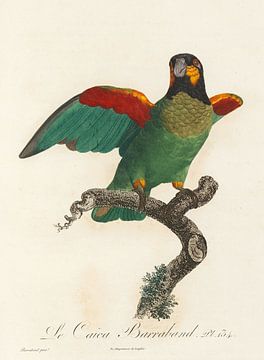 Oranjewang parrot, John Gould by Teylers Museum
