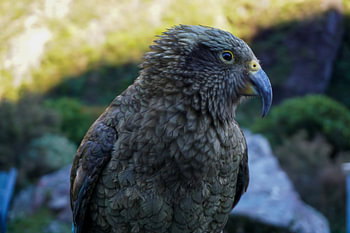 Oiseau