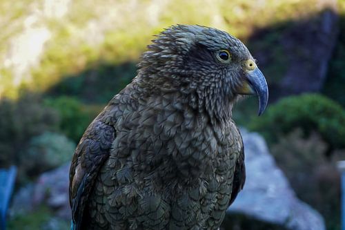 Bird