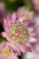 Paars/roze Zeeuws knoopje/astrantia