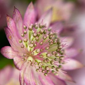 Paars/roze Zeeuws knoopje/astrantia van Chantal Verspeek