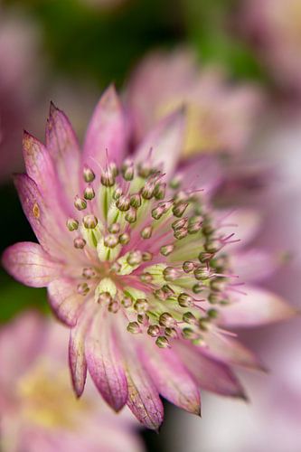 Lila/rosa Zeeland-Knopf/Astrantia