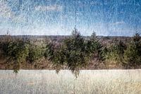 Veluwe forest with central border of trees
