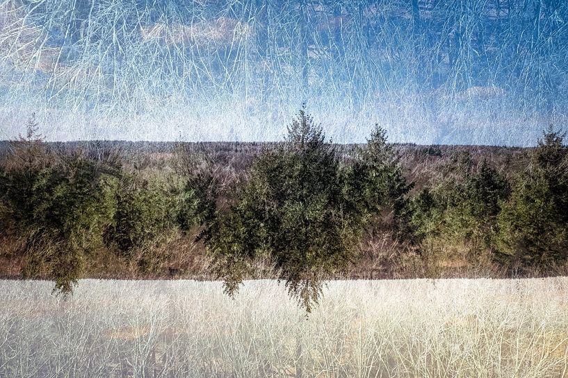 Forêt de Veluwe avec bordure centrale d'arbres par Idema Media