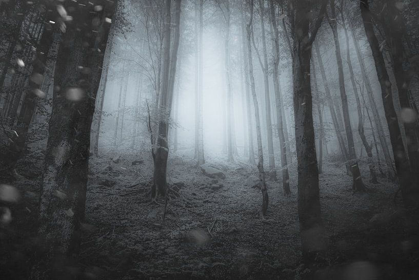 nebelWaldHarz van Tim Lee Williams