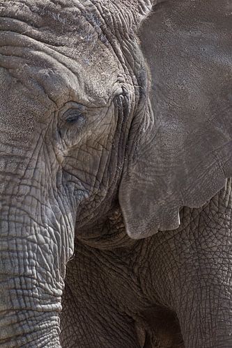 close elephant