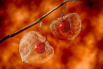 Physalis (vurige achtergrond) van Orangefield-images