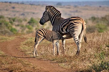 Zebra foal drinks with zebra mare by Annelies69