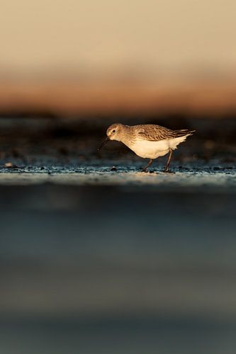 Bonte Strandloper op de Brouwersdam