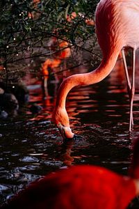 Flamant dans l'eau