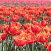 Tulipes orange vif dans un champ près de Lisse, Pays-Bas. Photographie de nature et de voyage. sur Christa Stroo photography