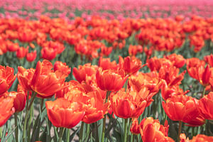 Leuchtend orangefarbene Tulpen auf einem Feld in der Nähe von Lisse, Niederlande. Natur- und Reisefotografie.