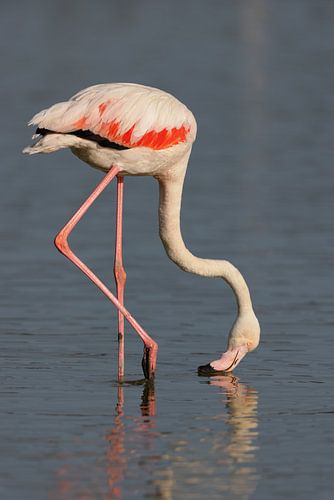 Rosaflamingo (Phoenicopterus roseus)