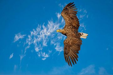 Zeearend, Haliaeetus albicilla. De vliegende deur