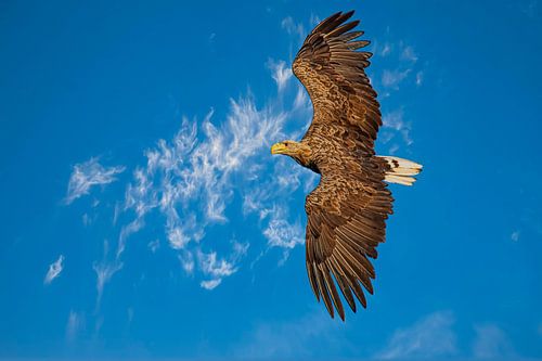 Zeearend, Haliaeetus albicilla. De vliegende deur
