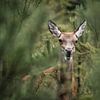 Crazy mouth pulling... ruminating doe in the thicket by Sara in t Veld Fotografie
