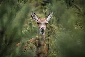 La biche qui rumine dans les fourrés...