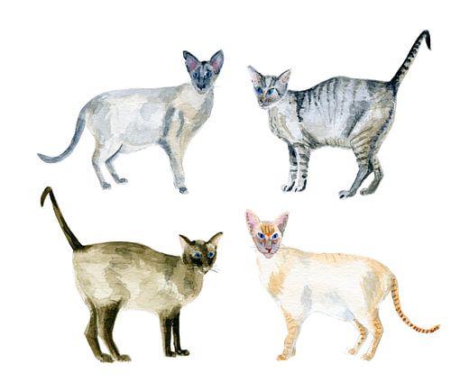 Oriental shorthair cats in water color