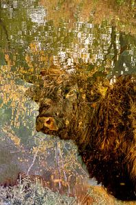 Réflexion dans les yeux du Highlander