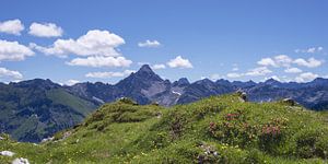Alpenrosenblüte und die stille Majestät des Hochvogels