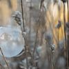 Bevroren zeepbel tussen takken van Moetwil en van Dijk - Fotografie