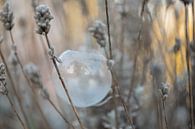 Bevroren zeepbel tussen takken van Moetwil en van Dijk - Fotografie thumbnail